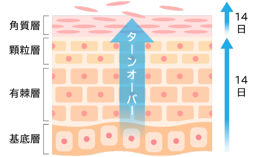 ターンオーバーの調整作用