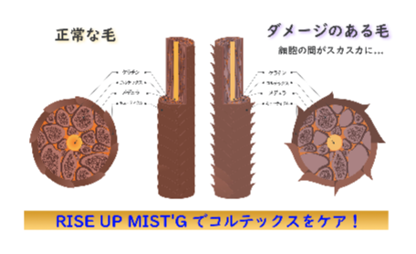 髪内部のコルテックスケア