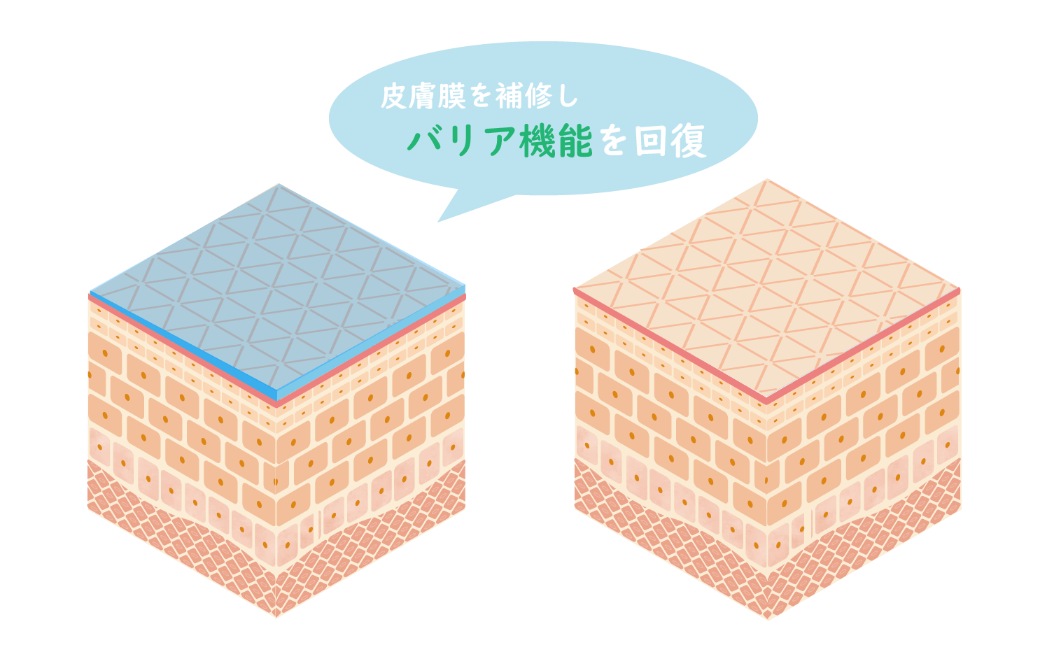肌のバリア機能を回復